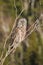Great Gray Owl Perches in Tree