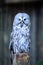 Great Gray Owl sitting on a fence post facing forward