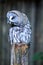 Great Gray Owl sitting on a fence post with head turning to the left