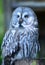 Great Gray Owl sitting on a fence post with head turning to the right