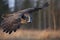 Great gray owl, strix nebulosa, flying in the morning light. Rare bird of prey