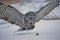 Great Gray Owl , strix nebulosa about to catch mouse in the snow.