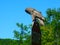 Great Gray Owl Wisconsin Wildlife