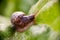 Great gray slug, leopard slug Limax maximus, family Limacidae crawling on green leaves. Spring, Ukraine, May