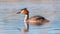 great grebe duck swims on the lake