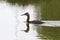 Great Grebe floating on the lake 2