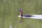 Great Grebe floating on the lake 3