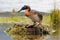 Great Grebe on the Nest