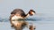 a great grebe splashes in a blue lake