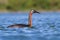 A great grebe on the water of an argentine lagoon