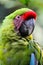 Great green and amazing macaw