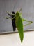 Great green bush-cricket certainly and its reflection on window