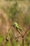 Great Green Bush-cricket female Tettigonia viridissima close-up