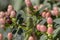 Great Green Bush-cricket female Tettigonia viridissima close-up