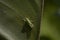 Great green bush cricket larva, Tettigonia viridissima in the wild hiding on a large leaf in a garden on cyprus.