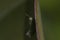 Great green bush cricket larva, Tettigonia viridissima in the wild hiding on a large leaf in a garden on cyprus.