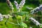Great green bush-cricket on mint flowers