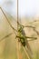 Great green bush-cricket Tettigonia viridissima balancing on two dry herbs