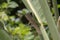 Great green bush cricket, Tettigonia viridissima in the wild hiding on a large leaf in a garden on cyprus.