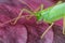 Great green grasshopper on red leave, macro