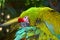 Great green macaw