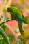 Great-green Macaw, Ara ambigua. Wild rare bird in the nature habitat. Green big parrot sitting on the branch. Parrot from Costa Ri