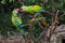 Great green macaw Ara ambiguus