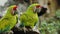 The great green macaw (Ara ambiguus), also known as Buffon\'s macaw or the great military macaw on wood tree branch