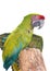 Great Green Macaw, Ara ambiguus, Buffon`s macaw or the great military macaw. Isolated