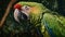 Great-Green Macaw with its green feathers