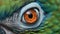 Great Green Macaw\\\'s parrot close up eye