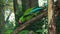 Great green military macaw Ara militaris mexicana