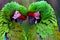 Great green military macaw Ara militaris mexicana portrait.