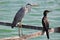 Great Grey Heron and Great Cormorant