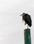 Great Grey Heron on pole in El Golfo, Sonora, Mexico