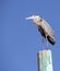 Great Grey Heron on pole in El Golfo, Sonora, Mexico