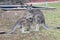 Great Grey Kangaroo, Australia