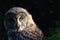 Great grey owl