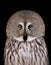 Great Grey Owl