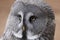 Great grey owl