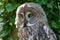 Great Grey Owl