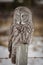 Great Grey Owl