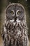 Great Grey Owl