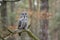 Great Grey Owl