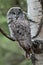 Great Grey Owl Beautifully Camouflaged