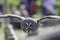 Great Grey Owl bird of prey in level flight facing camera.
