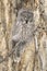 Great grey owl on branch of cottonwood tree in winter