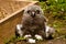 Great grey owl chick