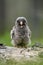 Great grey owl chick in forest calling