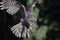 Great Grey Owl in-flight